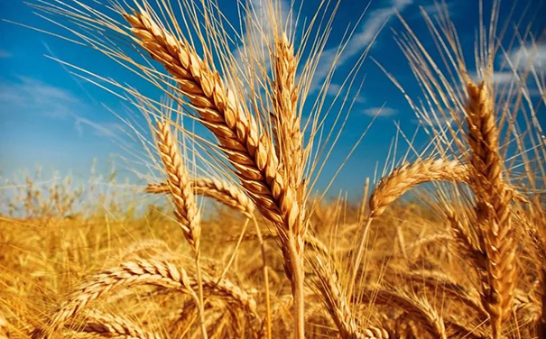 立邦、三棵樹、亞士、嘉寶莉等爭相追求國家好政策！